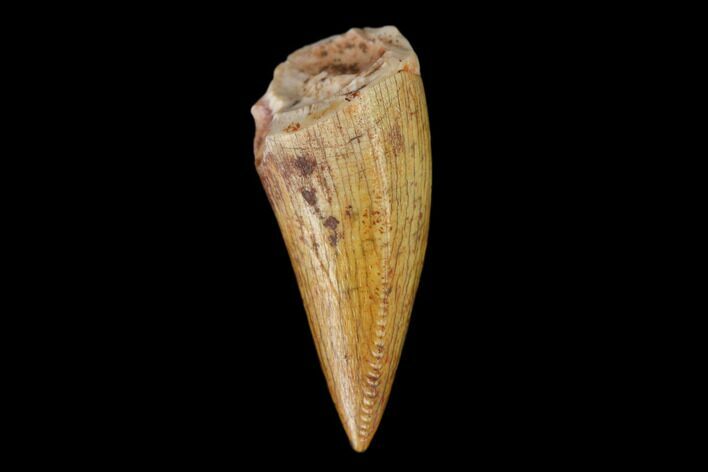 Serrated, Fossil Phytosaur Tooth - New Mexico #133334